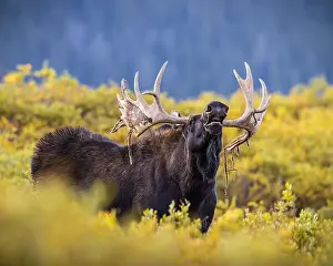 Antlers Prints: Bull Shiras Moose - alces alces - standing broadside in autumn changing willows giving a lip curl smelling for cows