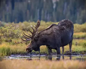 North American Wildlife Prints: Bull Shiras Moose - alces alces - standing at water's edge of a high mountain valley pond Colorado