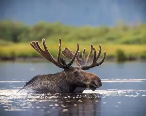 North American Wildlife Prints: Bull Shiras Moose - alces alces - swimming in high mountain valley pond at dusk Colorado