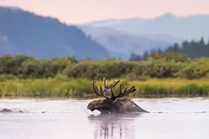 North American Wildlife Prints: Bull Shiras Moose - alces alces - swimming in high mountain valley pond at dusk Colorado