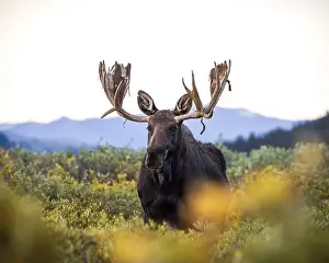 Antlers Prints: Bull Shiras Moose - alces alces - walking in autumn changing willows in a high mountain valley Colorado