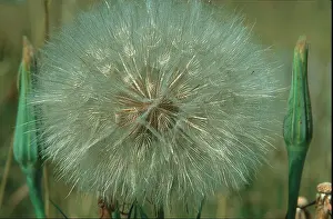 Thistle Prints: Bull thistle (Cirsium vulgare) seed head, Calgary, Alberta, Canada