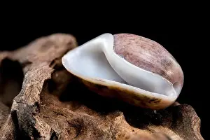 Odesa Oblast Prints: Bulla quoyii, the brown bubble snail on driftwood black background