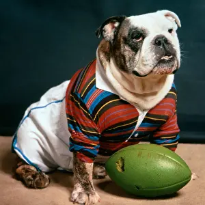 Hars Prints: BULLDOG WEARING RUGBY SHIRT JERSEY AND SITTING WITH FOOTBALL