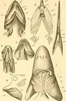 Bulletin biologique de la France et de la Belgique (1901) (19807192794)