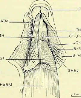 Functionality Prints: Bulletin of the British Museum (Natural History)