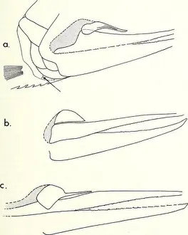 Ichthyology Prints: Bulletin of the British Museum (Natural History)