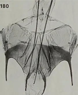 Exhibits Prints: Bulletin of the British Museum (Natural History) Entomology