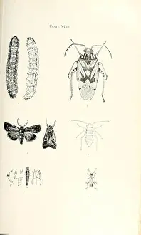 Historia Prints: Bulletin of the Illinois State Museum of Natural History
