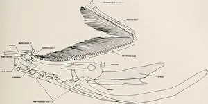 Booksubjectzoology Prints: Bulletin of the Museum of Comparative Zoology at Harvard College