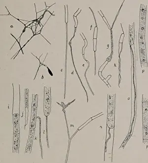 Bulletin. Natural history; Natural history