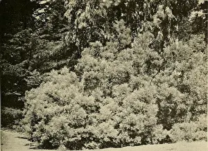 Golden Gate Park Prints: Bulletin of the U.S. Department of Agriculture