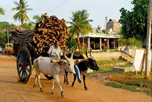 Tamil Nadu Prints: Bullock cart carrying coconut tree's dried leaves ; Pudukkottai ; Tamil Nadu ; India MR#777A