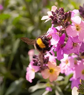 Flower Garden Prints: Bumble bee (bombus) on pink wallflower (erysimum cheiri) blossom in spring
