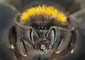 Compound Eyes Prints: Bumble bee, Bombus sp. head view showing antennae, compound eyes, simple eyes
