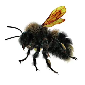 The Bumblebee or Bumble Bee Bombus terrestris isolated on white background. 3D illustration