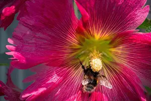 Poetic Prints: A bumblebee at a stamen of blooming red hollyhock
