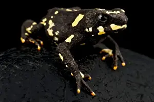 Small Animal Prints: The Bumblebee toad (Melanophryniscus stelzneri) is a dwarf toad species from Argentina and Paraguay