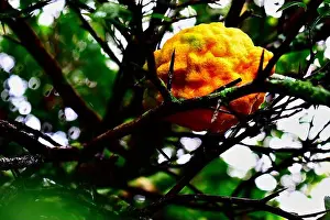 Weight Loss Prints: Bumpy textured lemon fruit with bright yellow skin surrounded by sharp thorns on twigs