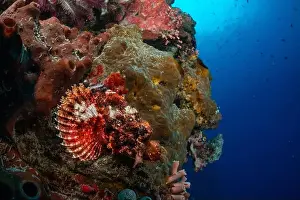 Underwaterphotography Prints: Bunaken Island - Reefscapes