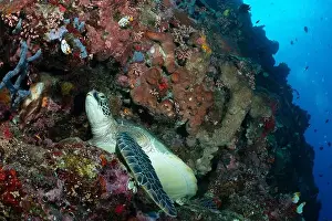 Underwaterphotography Prints: Bunaken Island - Reefscapes