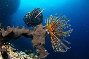 Underwaterphotography Prints: Bunaken Island - Reefscapes