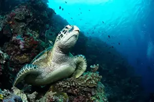 Underwaterphotography Prints: Bunaken Island - Reefscapes