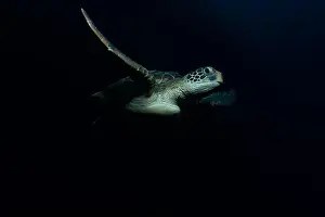 Bunaken Island - Reefscapes