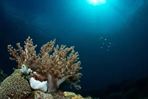 Underwaterphotography Prints: Bunaken Island - Reefscapes