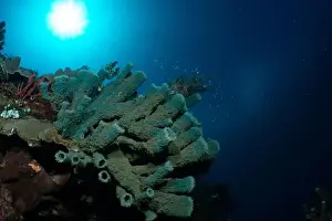 Underwaterphotography Prints: Bunaken Island - Reefscapes