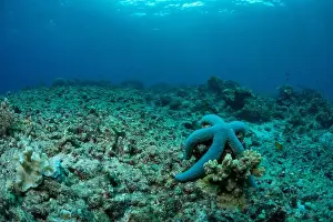 Underwaterphotography Prints: Bunaken Island - Reefscapes
