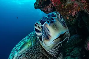 Underwaterphotography Prints: Bunaken Island - Reefscapes