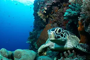Underwaterphotography Prints: Bunaken Island - Reefscapes