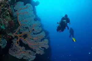 Underwaterphotography Prints: Bunaken Island - Reefscapes
