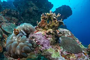 Bunaken Island - Reefscapes