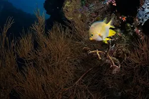 Underwaterphotography Prints: Bunaken Island - Reefscapes