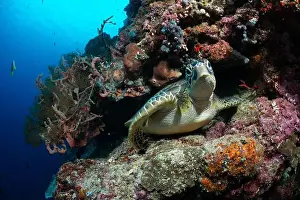 Bunaken Island - Reefscapes
