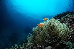 Bunaken Island - Reefscapes