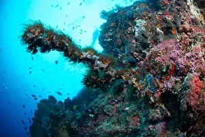 Underwaterphotography Prints: Bunaken Island - Reefscapes