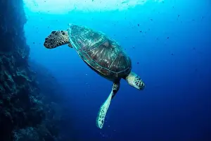 Underwaterphotography Prints: Bunaken Island - Reefscapes
