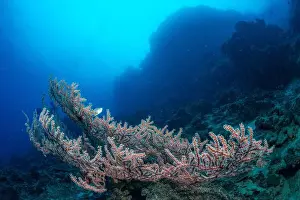 Underwaterphotography Prints: Bunaken Island - Reefscapes