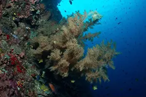 Underwaterphotography Prints: Bunaken Island - Reefscapes