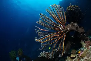 Underwaterphotography Prints: Bunaken Island - Reefscapes