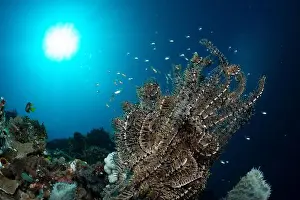 Underwaterphotography Prints: Bunaken Island - Reefscapes
