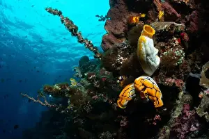 Underwaterphotography Prints: Bunaken Island - Reefscapes