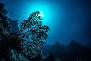 Underwaterphotography Prints: Bunaken Island - Reefscapes