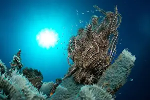 Underwaterphotography Prints: Bunaken Island - Reefscapes
