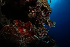 Underwaterphotography Prints: Bunaken Island - Reefscapes