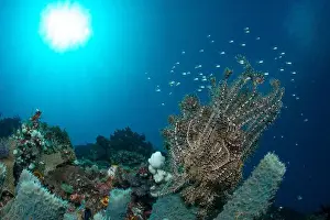 Underwaterphotography Prints: Bunaken Island - Reefscapes