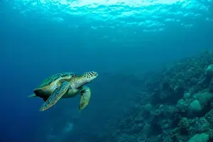 Underwaterphotography Prints: Bunaken Island - Reefscapes